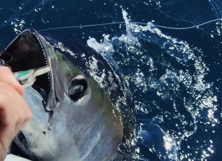 Bluefin tuna release