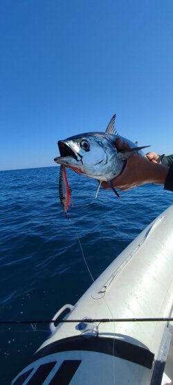Climber100s Green mackerel Alletterato