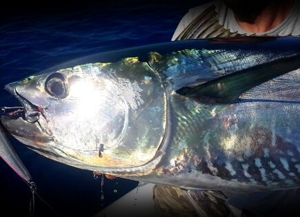 Climber 170F bluefin tuna 