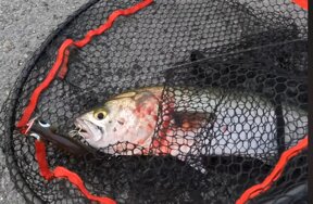 Walk-In-Pop 100c CUDA Bluefish