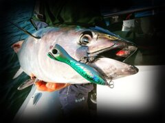 Power Tuna Pop 150 Bluefin Tuna