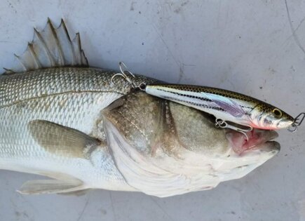 Lonley Walker 100 spigola