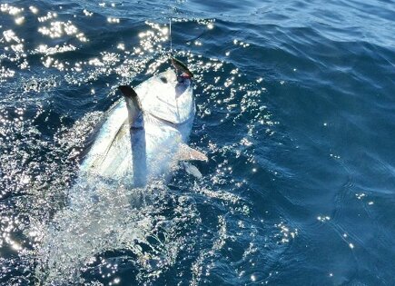 SH-165s Green Mackerel Bluefin Tuna