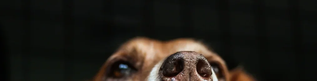 canino