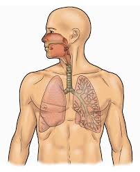 respirazione2 respirazione2