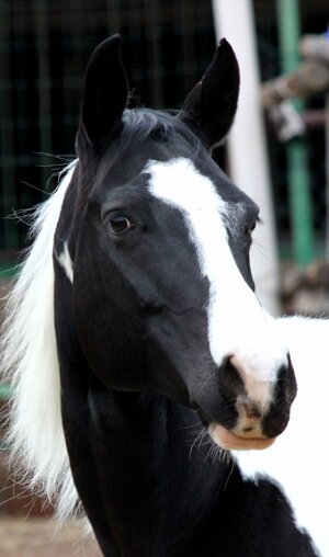 eyJlbiI6IiJ9 eyJlbiI6IiJ9