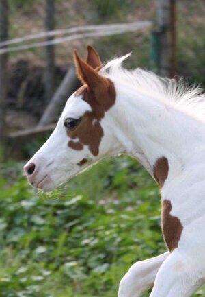 eyJlbiI6IiJ9 eyJlbiI6IiJ9