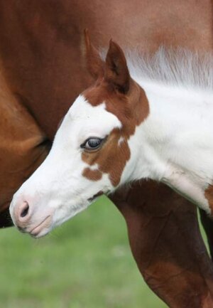 eyJlbiI6IiJ9 eyJlbiI6IiJ9