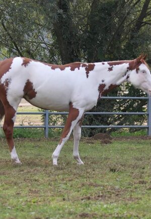 eyJlbiI6IiJ9 eyJlbiI6IiJ9