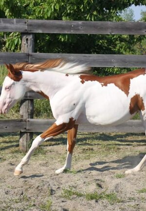 eyJlbiI6IiJ9 eyJlbiI6IiJ9