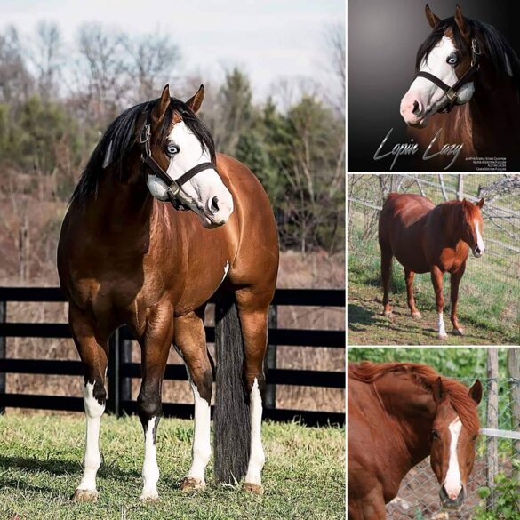 ed55b94c-d21c-4dca-9bcb-e395ddcc944a