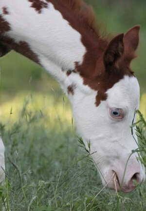 eyJlbiI6IiJ9 eyJlbiI6IiJ9