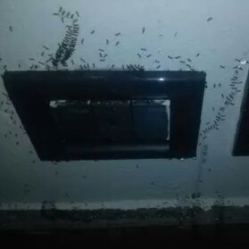 Disinfestazione da formiche con esche in gel.