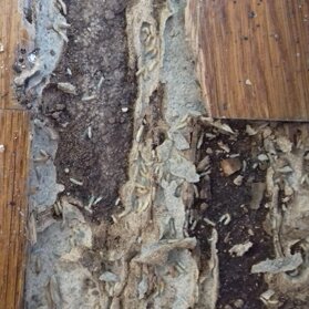 Parquet attaccato da termiti