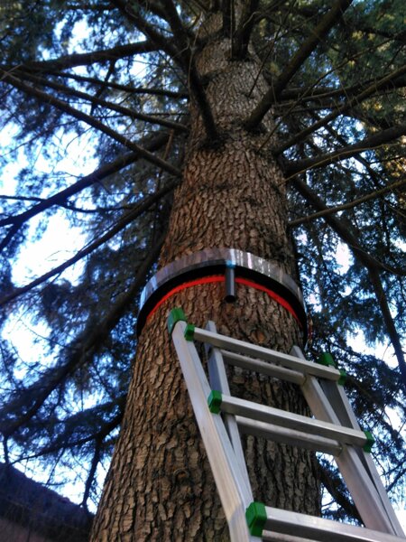 Installazione collare processionaria