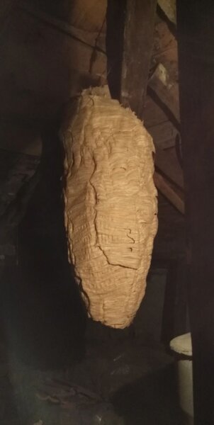 Nido di calabroni