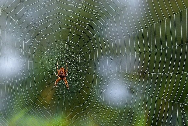crederweb, obbedirweb, combatterweb...