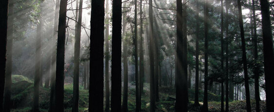 c9fd5056-919e-46de-a332-de9586df2a5e