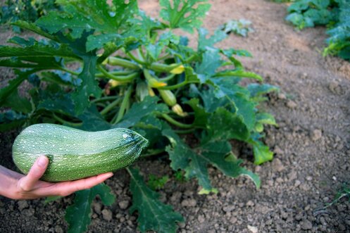 13493280_10209876577781111_731772483_o 13493280_10209876577781111_731772483_o