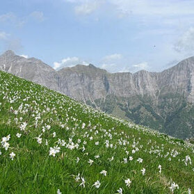 fioritura (foto Ansa) fioritura (foto Ansa)