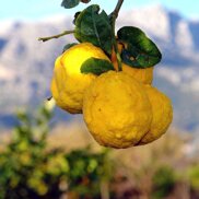 SA POMPIA AGRUME PRESENTE UNICAMENTE A SINISCOLA