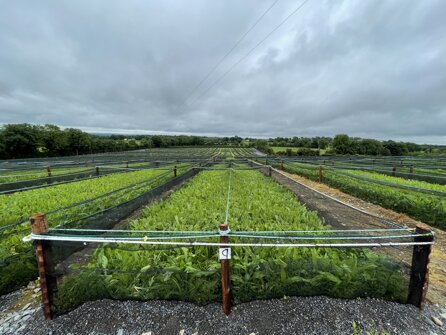Vista esterna di un impianto di allevamento chiocciole con recinzioni