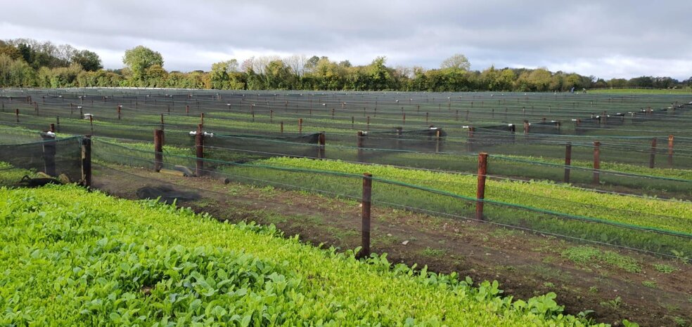 Vista esterna laterale di un impianto di allevamento chiocciole con recinzioni