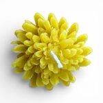 dalia