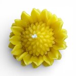girasole-doppio-petalo