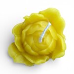 tulipano