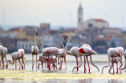 fenicotteri-rosa-con-lesina.jpeg fenicotteri-rosa-con-lesina.jpeg