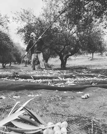 Raccolta delle olive 
