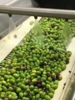 mantenera-bio-organic-extra-virgin-olive-oil-bottle-500ml