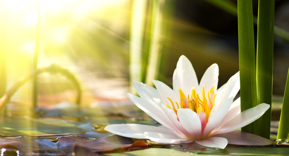 depositphotos_19025721_l-2015-1200x650.jpeg depositphotos_19025721_l-2015-1200x650.jpeg