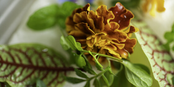 25dc1b1b-14fe-4c26-91ac-ea446500f4c3 25dc1b1b-14fe-4c26-91ac-ea446500f4c3