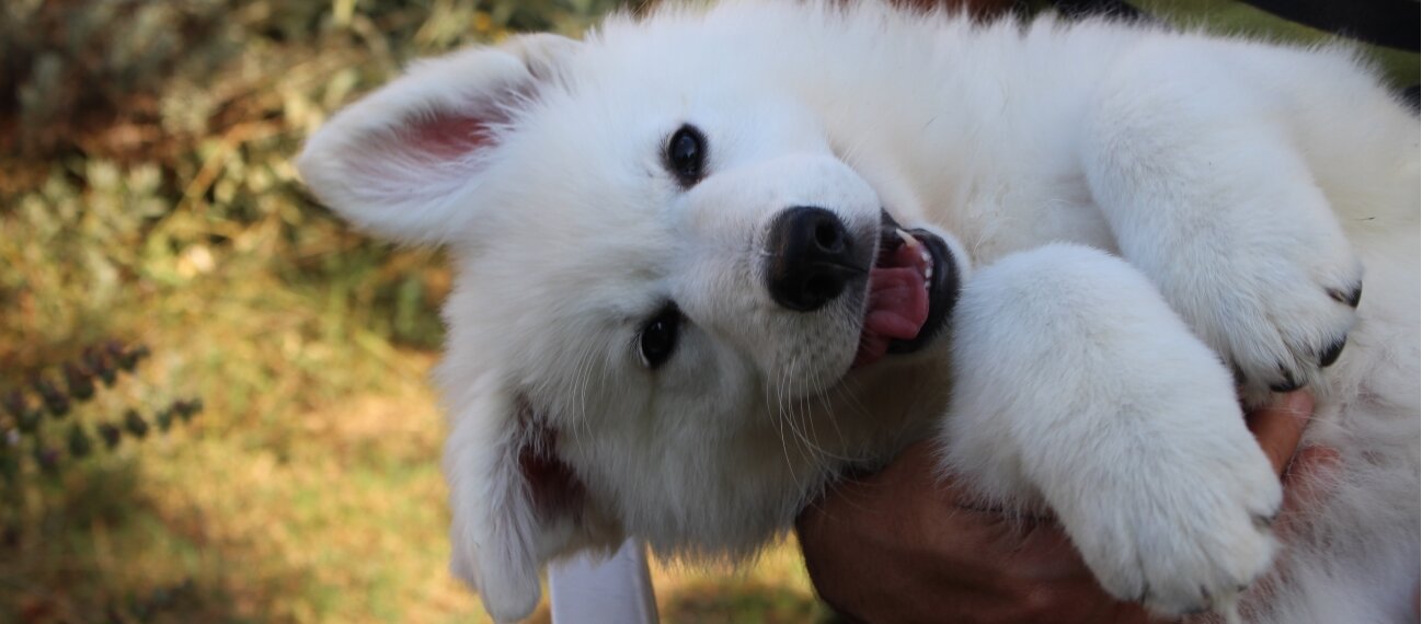 Il Pastore Svizzero Bianco , Carattere, Attitudini e Gestione Il Pastore Svizzero Bianco , Carattere, Attitudini e Gestione