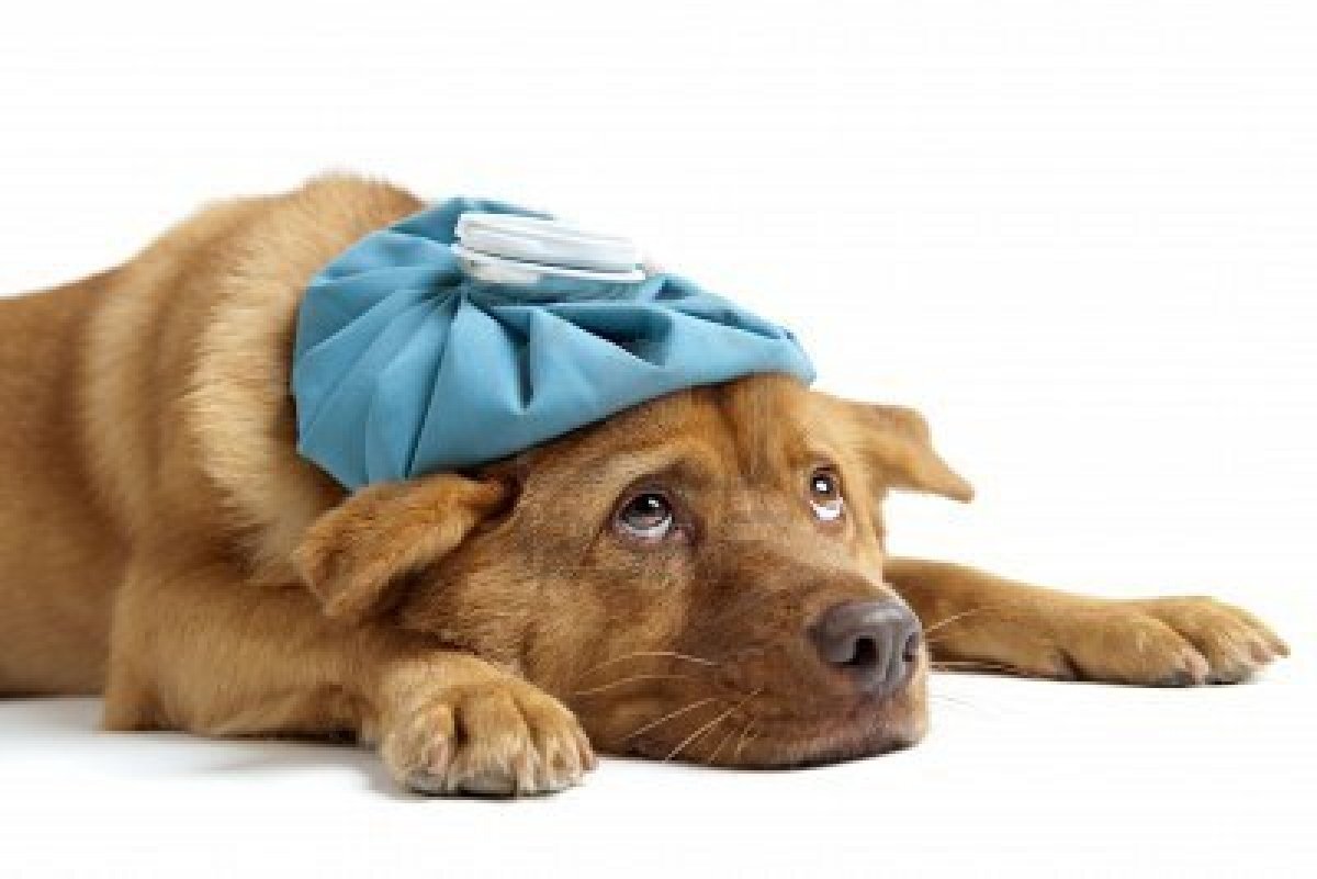 Il cane in Auto - Parte 3: In caso di incidente, come comportarsi e primo soccorso Il cane in Auto - Parte 3: In caso di incidente, come comportarsi e primo soccorso