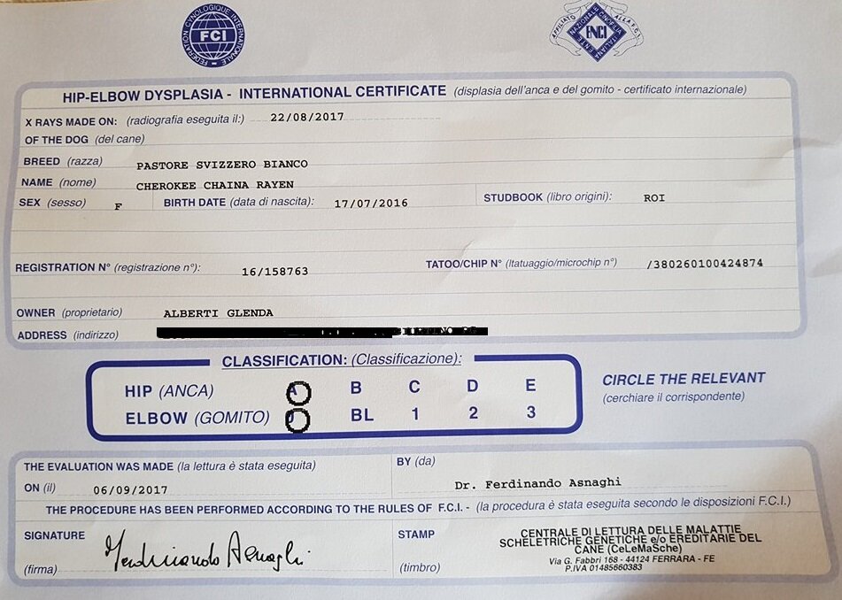 Principali patologie del Pastore Svizzero Bianco Principali patologie del Pastore Svizzero Bianco