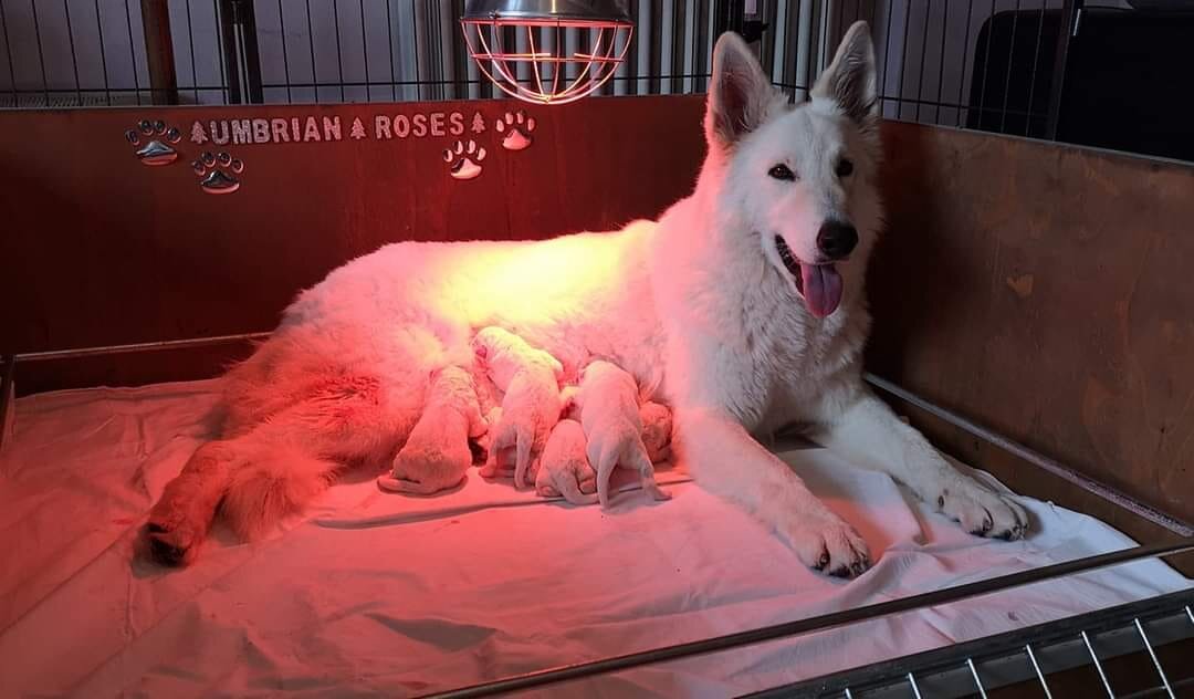 Ma devo far fare almeno una cucciolata alla mia cagnolina?