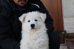 aaa3d700-0607-4295-aff9-e4728deb28ed