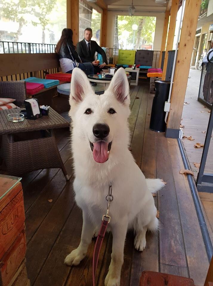 Al ristorante col Cane