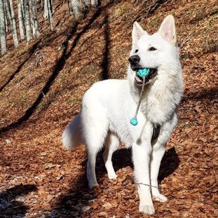 e36cabc4-8885-4f74-9493-83540e6652dc