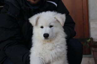 881247f4-4468-4eda-8470-76a54585c805