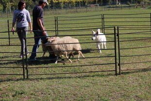 9700c206-1ca9-4ead-b533-c265de86a219