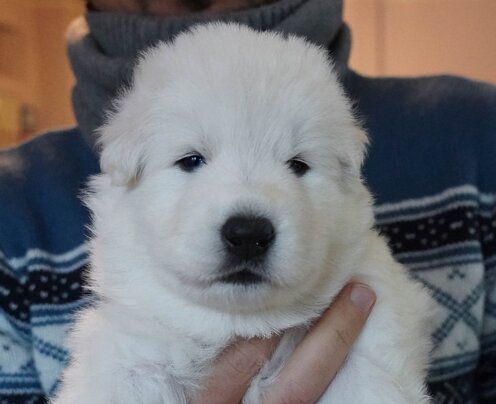 Castlevania Simphony 21 gg