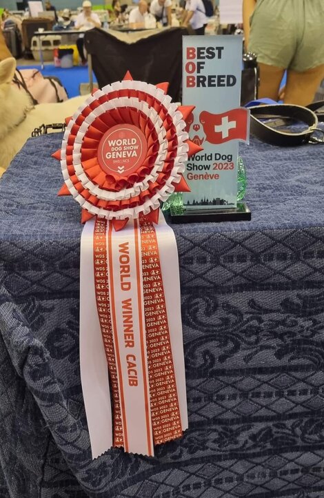 919b83f7-d88a-44e9-bf81-b566f8ea753d 919b83f7-d88a-44e9-bf81-b566f8ea753d