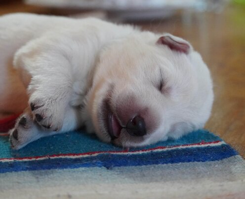 Castlevania Simphony