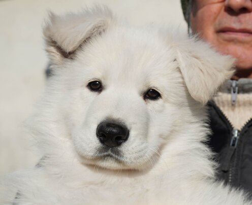 Eldorado lauro Invictus