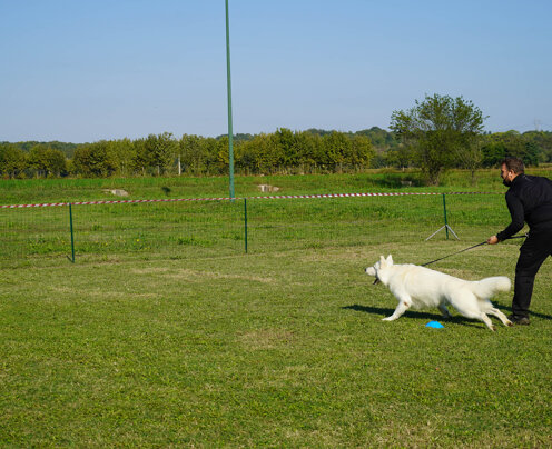 arrivati al paletto esce avvistata la minaccia arrivati al paletto esce avvistata la minaccia