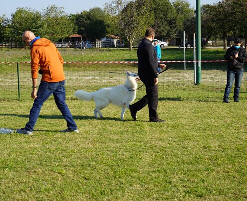 Indifferenza allo sparo Indifferenza allo sparo